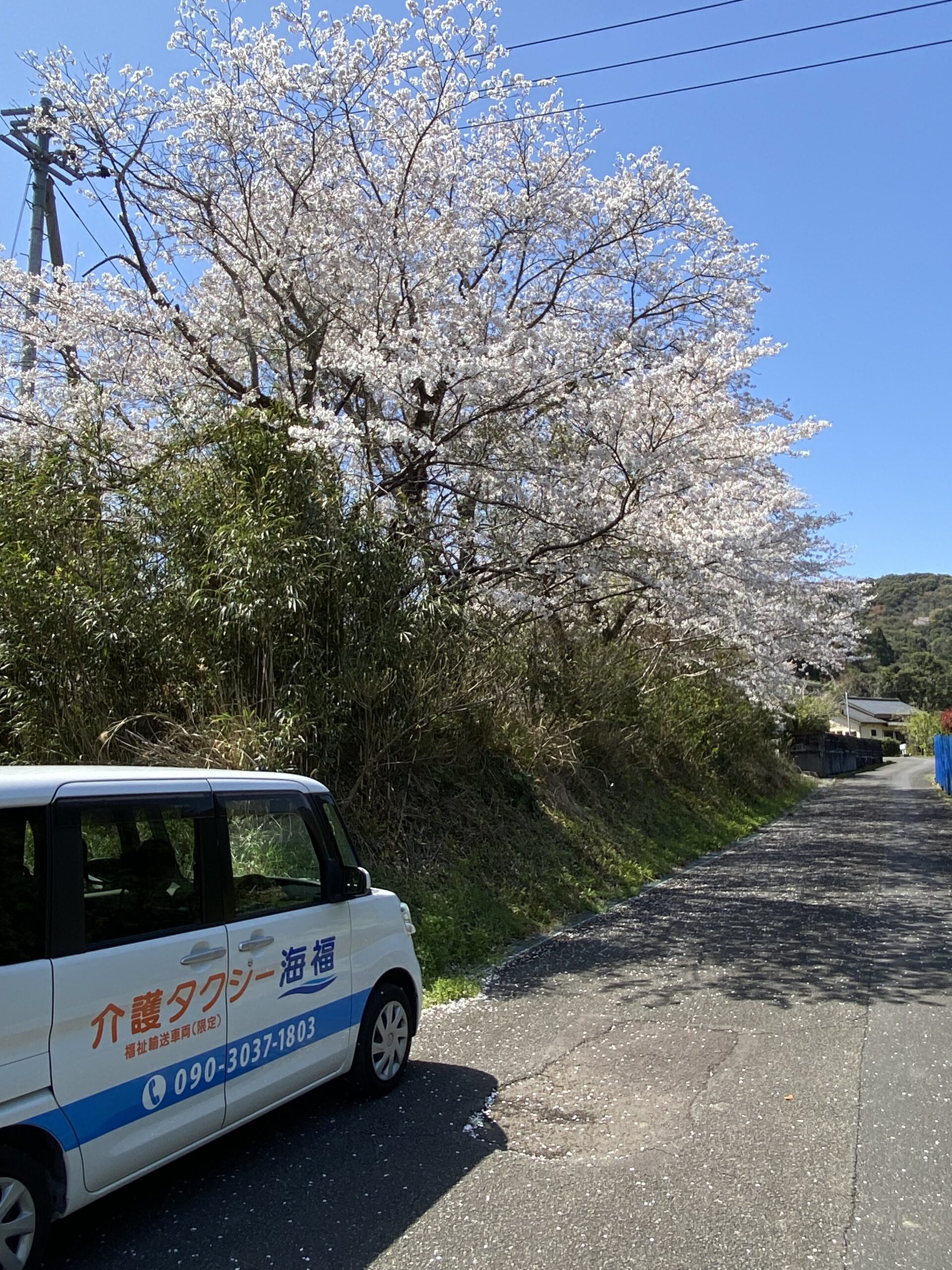 旧月灘保育所付近の桜の風景